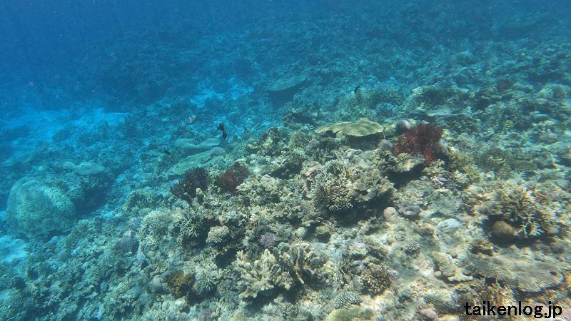 嘉比島のシュノーケルポイント②南東側の海中のようす その5 赤いサンゴ