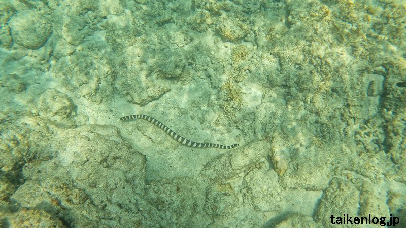 座間味島の唐馬の浜の海岸近くの浅瀬にいたウミヘビ