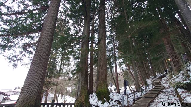 戸隠神社 中社の女坂(なだらかな参拝道)の木々