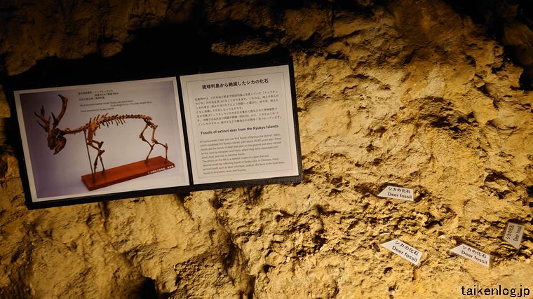 玉泉洞(鍾乳洞) 化石の広場のシカの化石