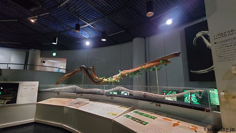 ハブ博物公園 2階の展示物 アミニシキヘビの骨格標本