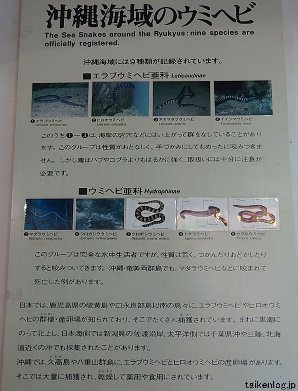 ハブ博物公園 1階の沖縄海域のウミヘビ