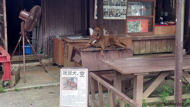 おきなわワールド 琉球王国城下町にある紙すき工房に住んでいる琉球犬 空ちゃん