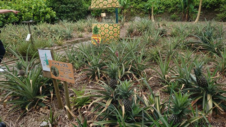 おきなわワールドの熱帯フルーツ園のパイナップル