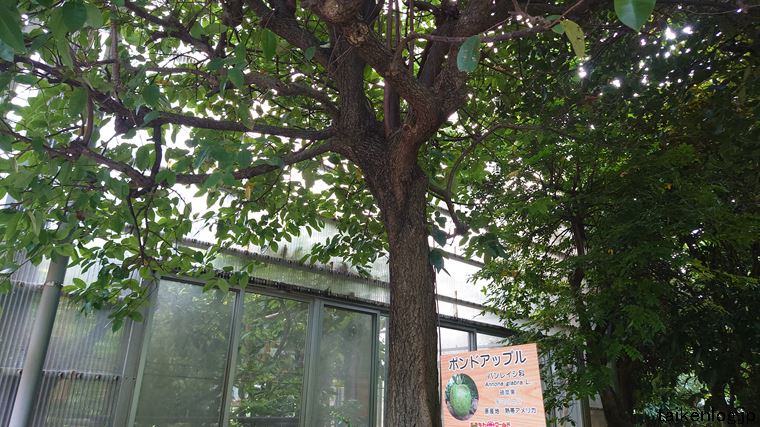 おきなわワールドの熱帯フルーツ園のポンドアップル