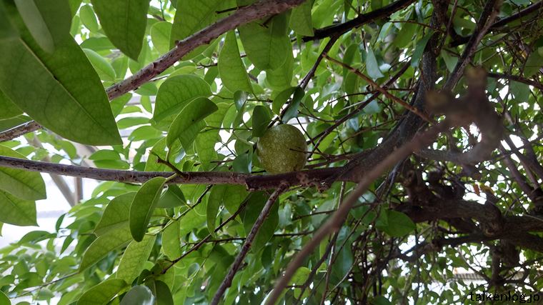 おきなわワールドの熱帯フルーツ園のポンドアップルの果実
