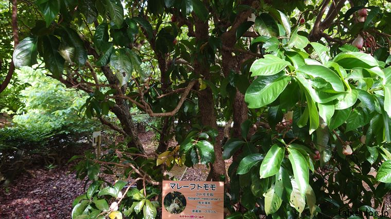 おきなわワールドの熱帯フルーツ園のマレーフトモモ