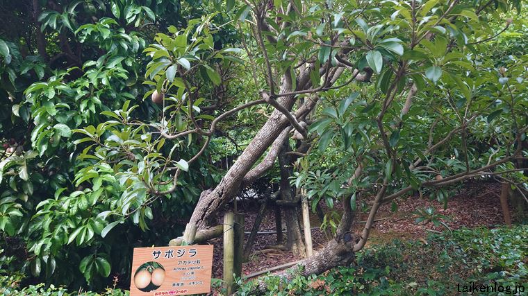 おきなわワールドの熱帯フルーツ園のサポジラ