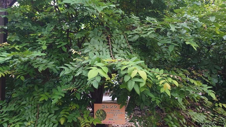 おきなわワールドの熱帯フルーツ園のゴレンシ