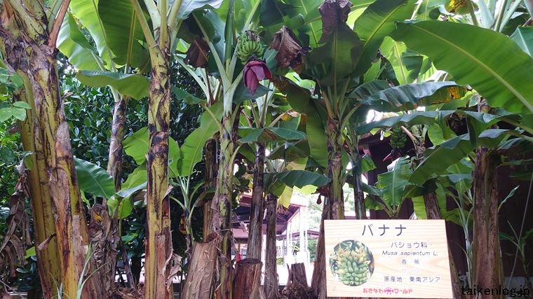 おきなわワールドの熱帯フルーツ園のバナナ
