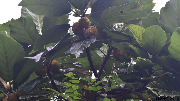 おきなわワールドの熱帯フルーツ園のパンノキの果実