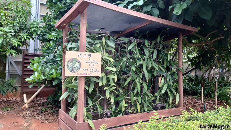おきなわワールドの熱帯フルーツ園のバニラ