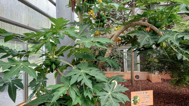 おきなわワールドの熱帯フルーツ園のパパイヤ